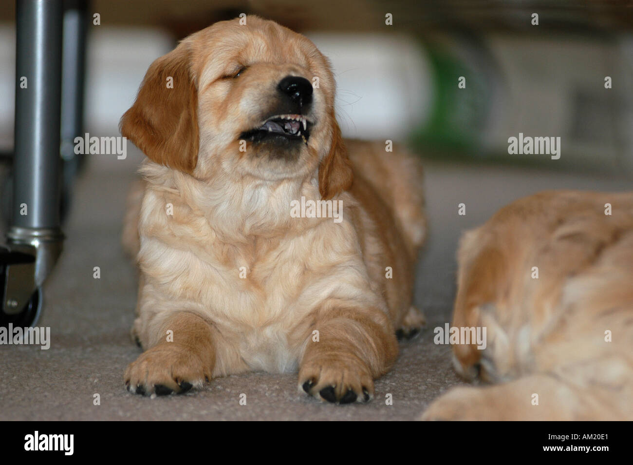 Golden Retriever Puppy Lying And Showing His Teeth Stock Photo Alamy