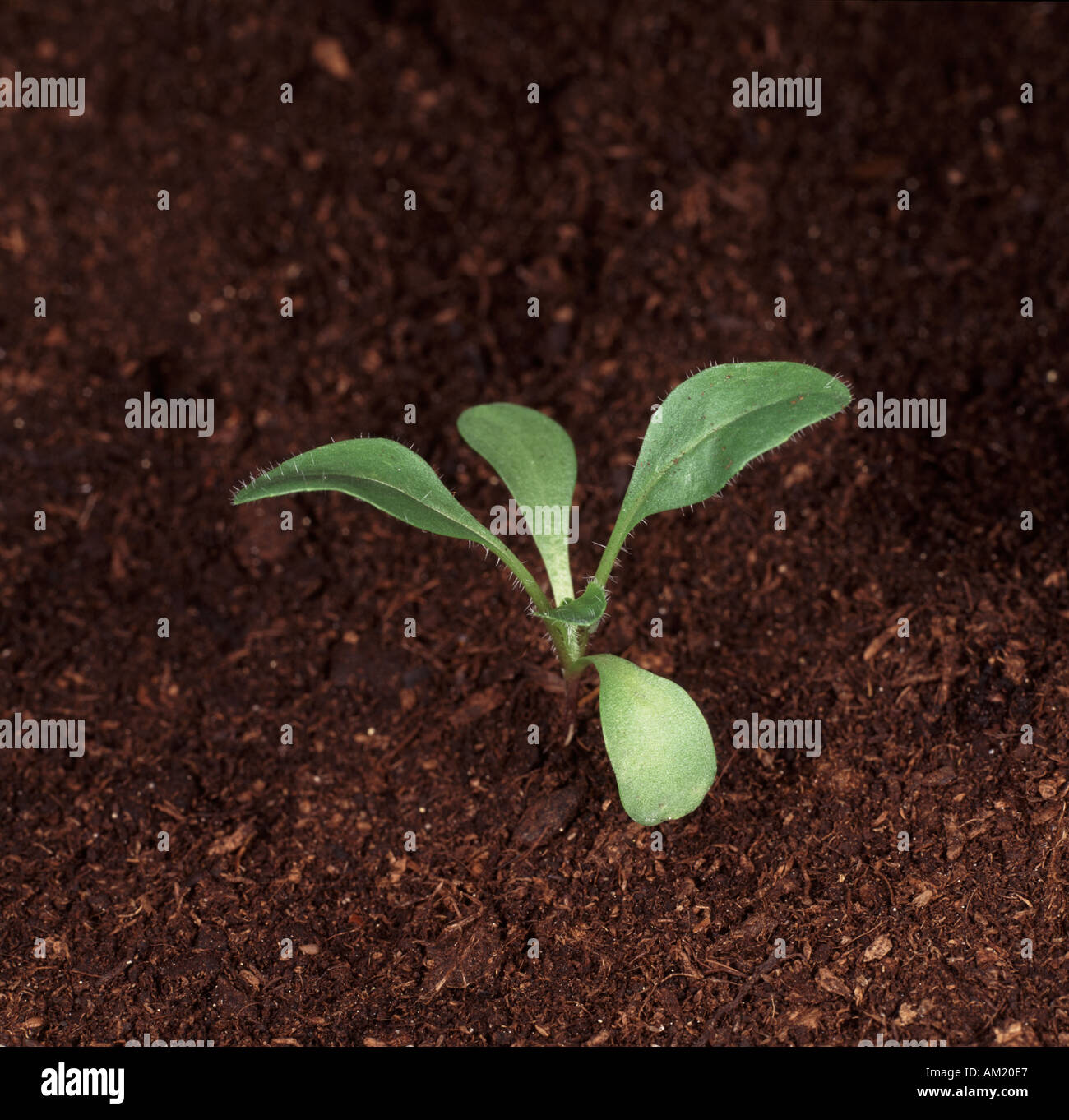 Woad, Isatis tinctoria, seedling with two true leaves Stock Photo