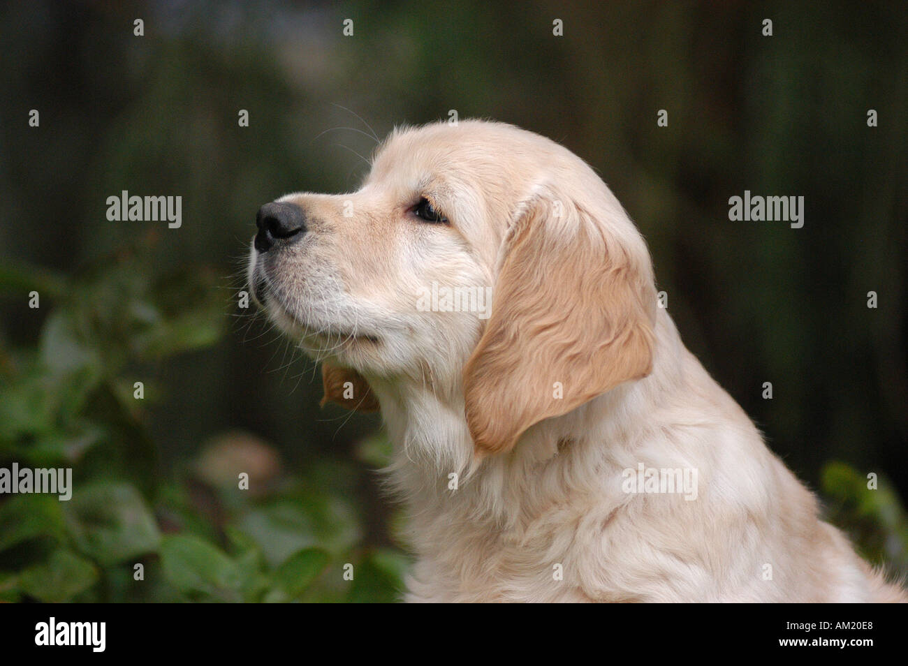 Portrait of a Golden Retriever puppy Stock Photo