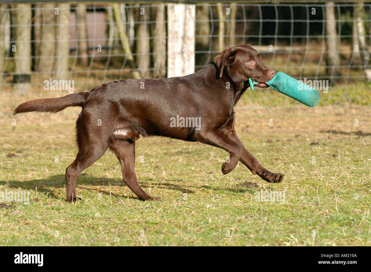 Brown Labrador Retriever dog running and carrying a dummy Stock Photo