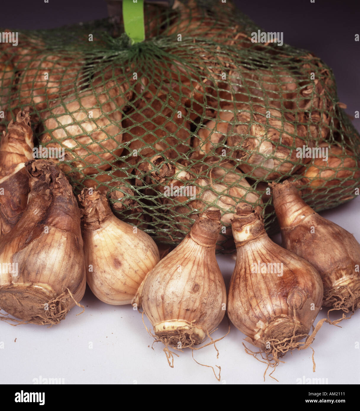 Close up of a net bag of daffodil bulbs ready for sowing Stock Photo