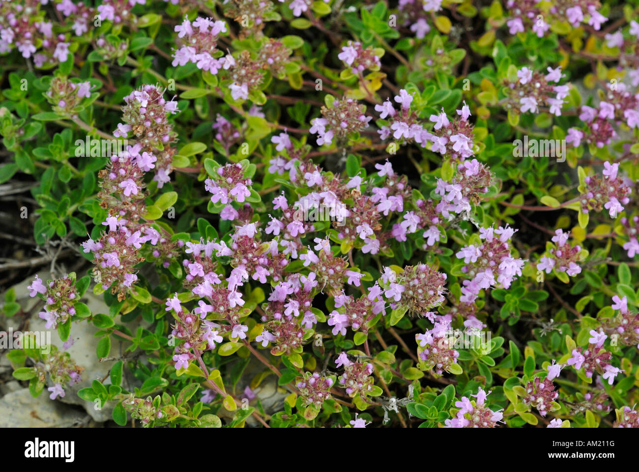 Wild Thyme (Thymus serpyllum), flowering Stock Photo