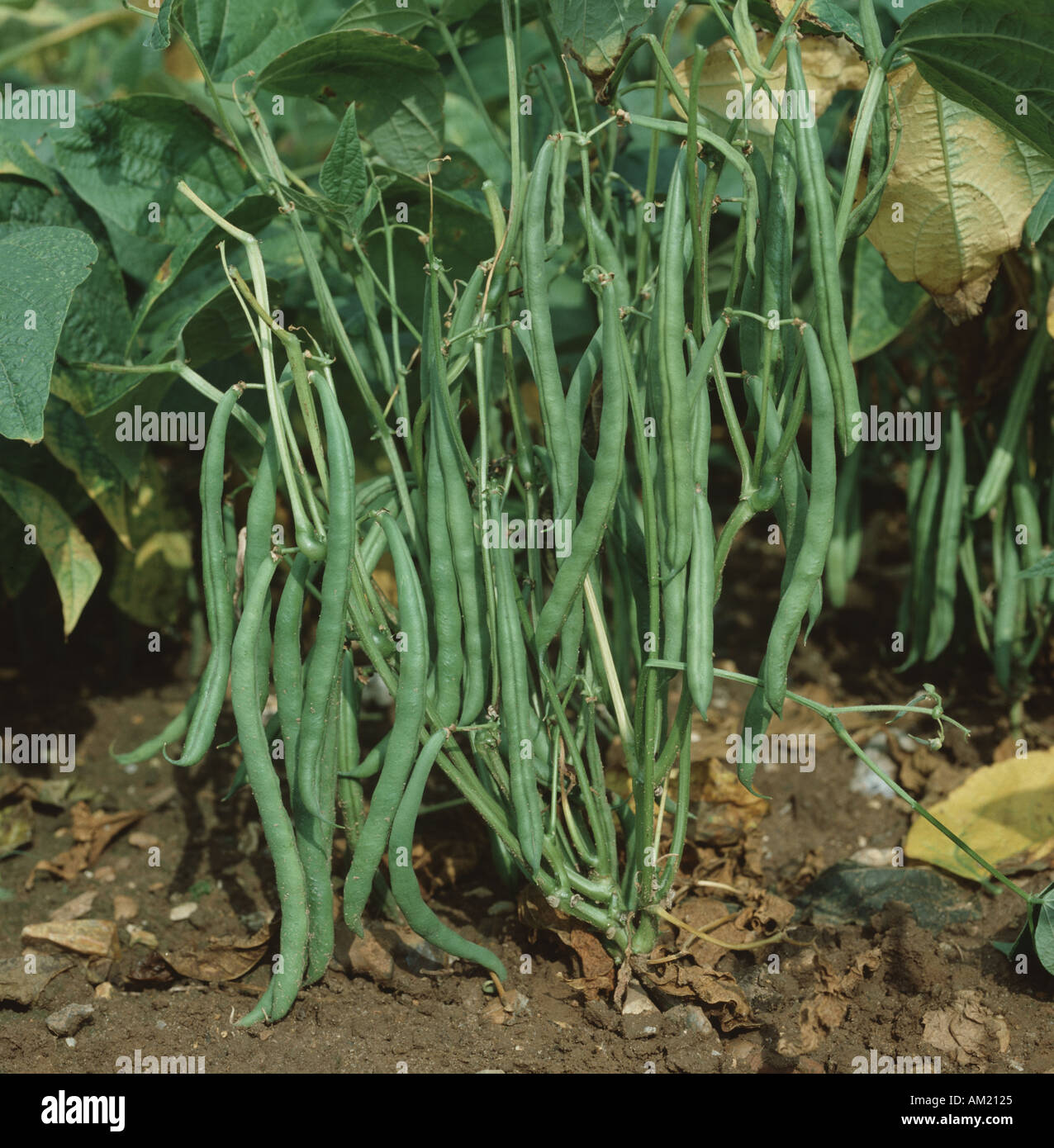 Mature beans on a French bean plant Phaseolus vulgaris legume crop with high yield Stock Photo