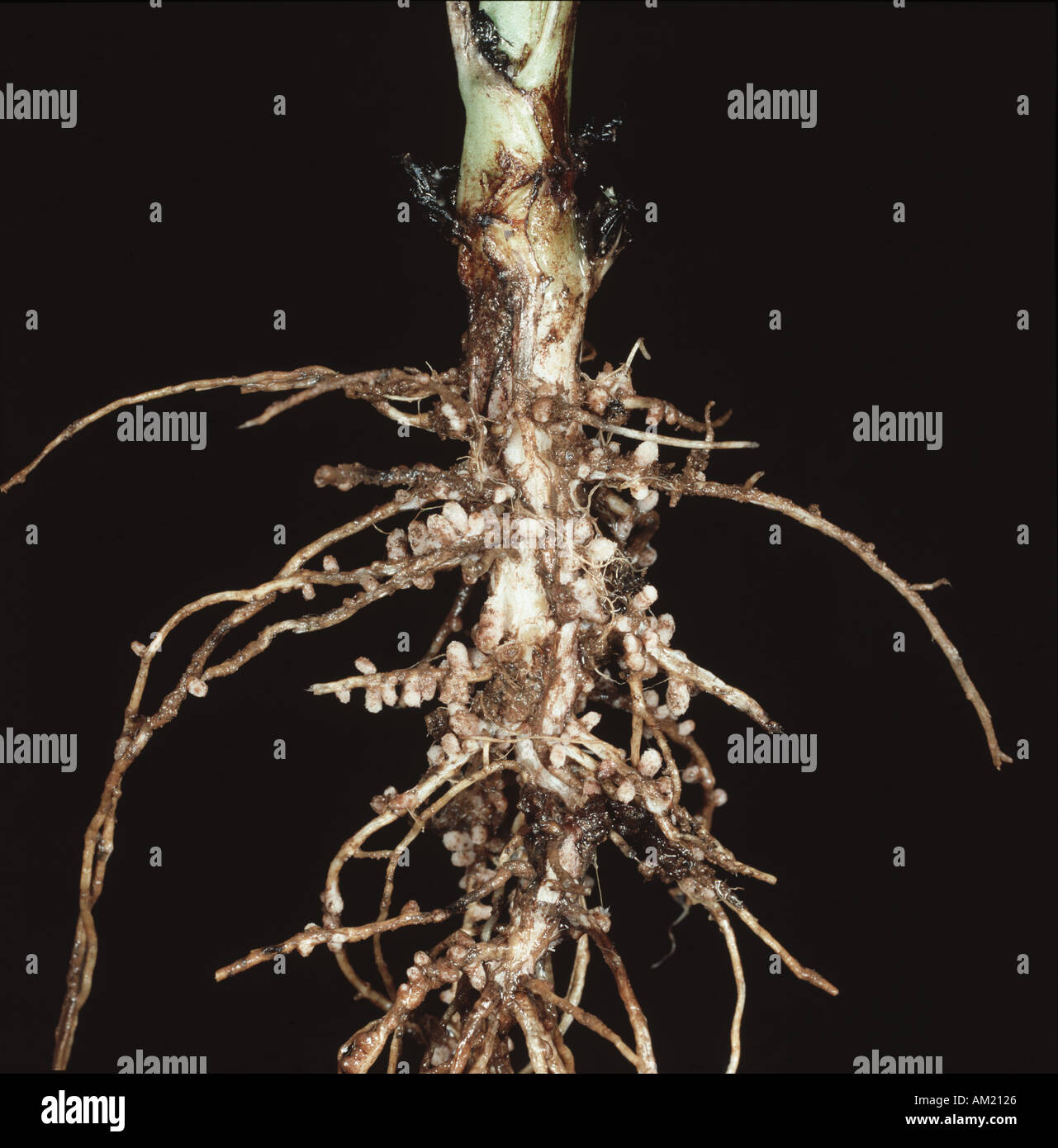 Nitrogen fixation nodules on a field bean root Vicia faba Stock Photo