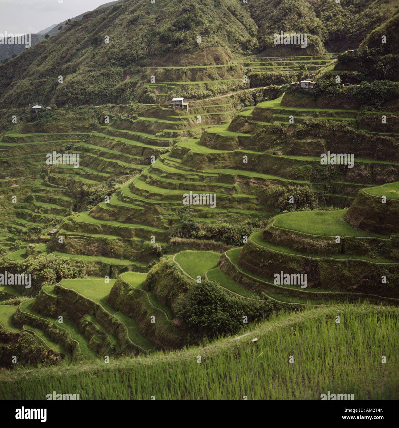 geography / travel, Philippines, Banaue, rice terraces, wonder of the