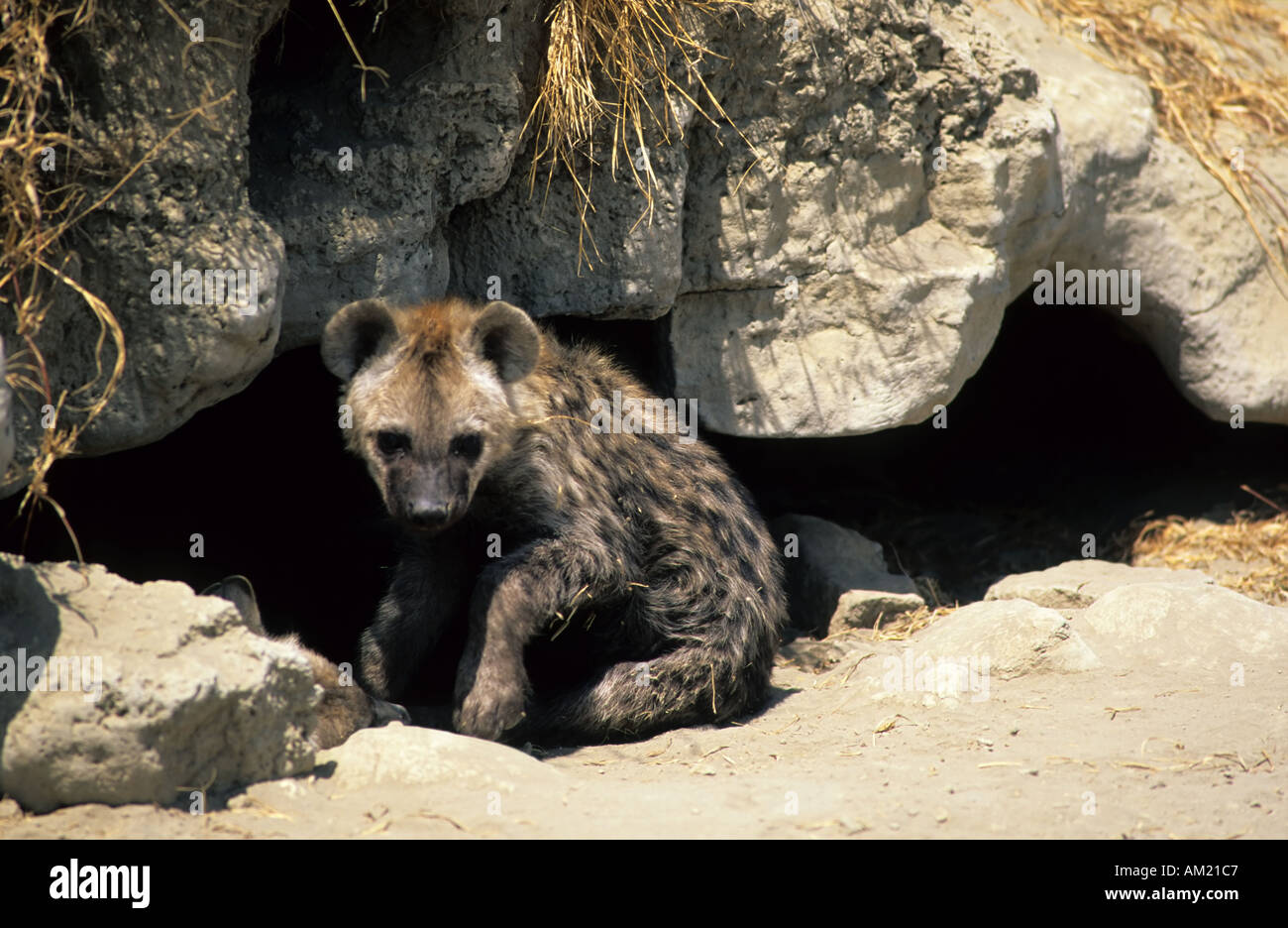 Spotted Hyena cubs, Crocuta crocuta, Ngorongoro Crater, Tanzania Stock