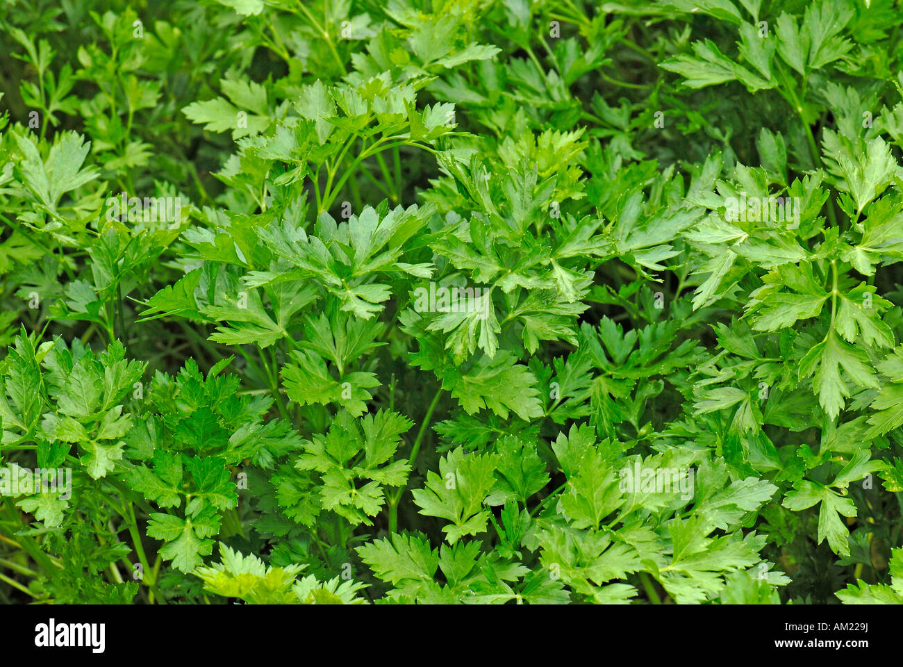 Italian Parsley, Flat leaf Parsley (Petroselinum crispum), variety: Gigante d Italia Stock Photo