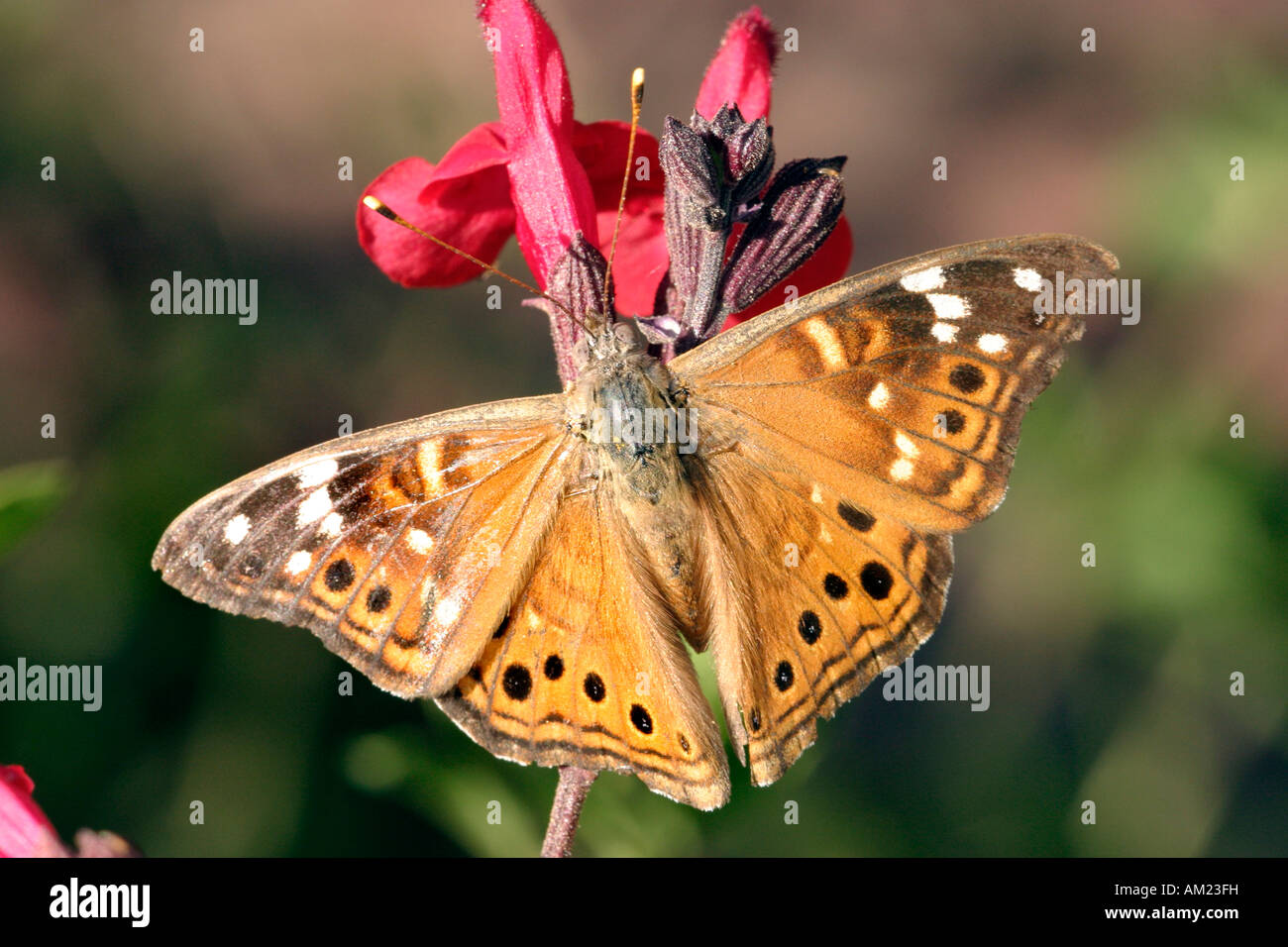 empress leilia asterocampa leilia tucson arizona united states 6