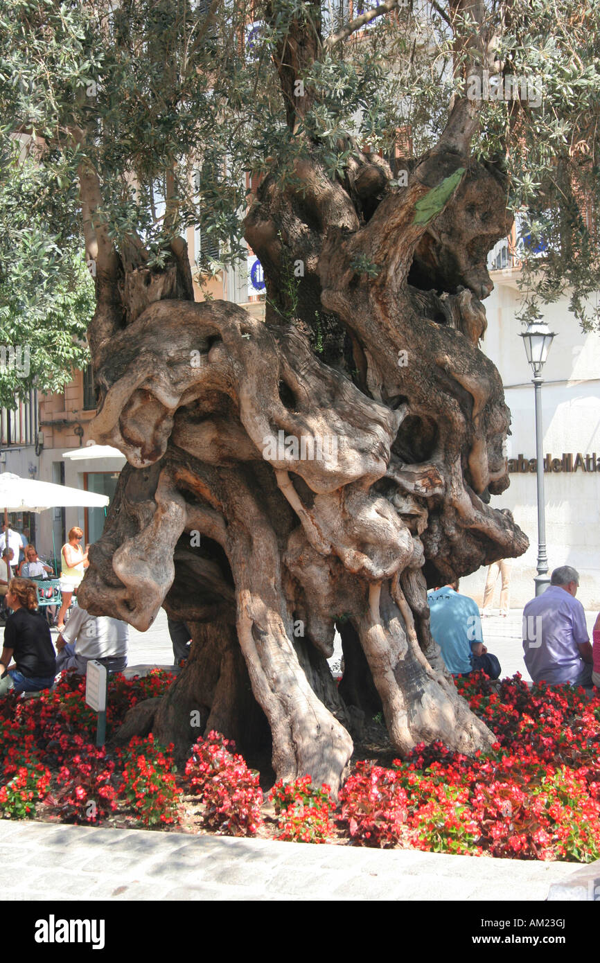 Olive tree, Placa de Cort, Palma, Mallorca, Spain Stock Photo