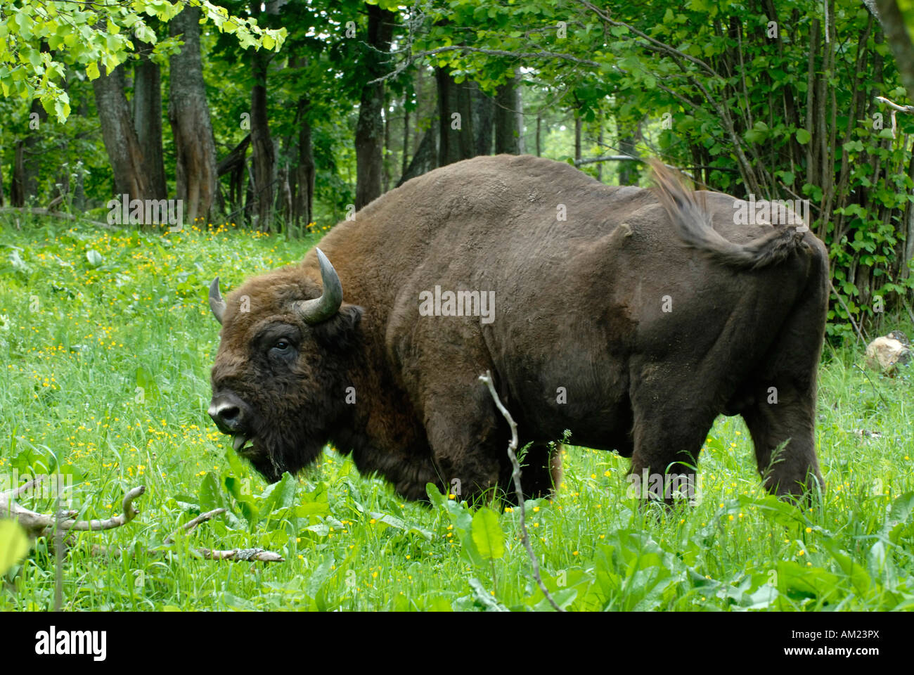 Wisent or European Bison (Bison bonasus), bull standing on a clearing Stock Photo