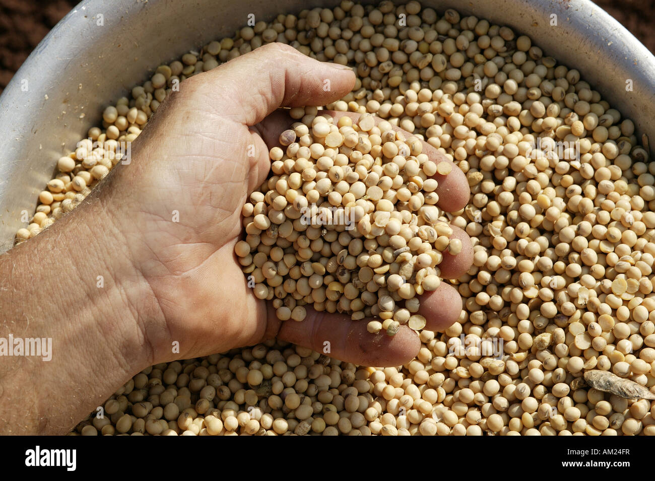 Soy beans of modified seeds, Paraguay, South America Stock