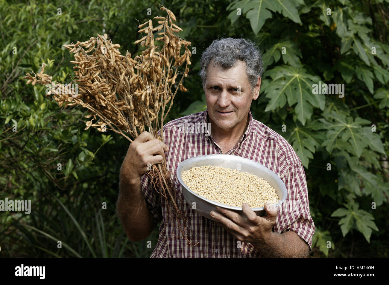 Farmer with soy beans of modified seeds, Paraguay, South