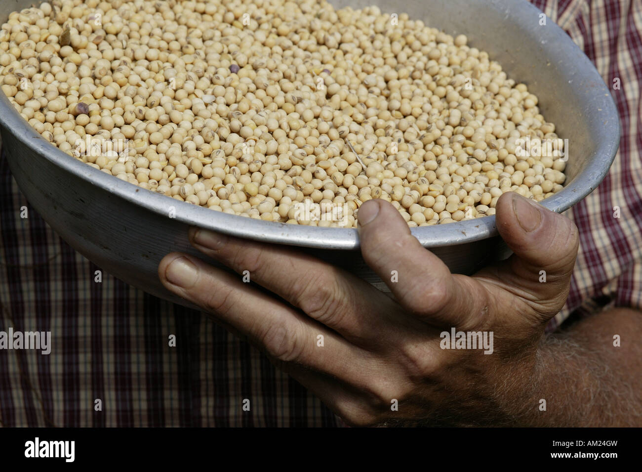 Soy beans genetically altered seed Paraguay South America Stock Photo