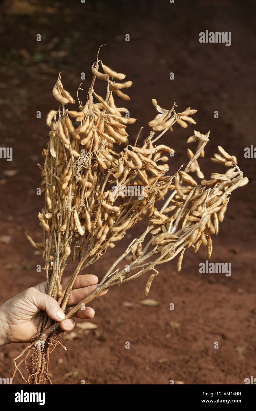 Ripe soy from genetically altered seed, Paraguay South America Stock Photo