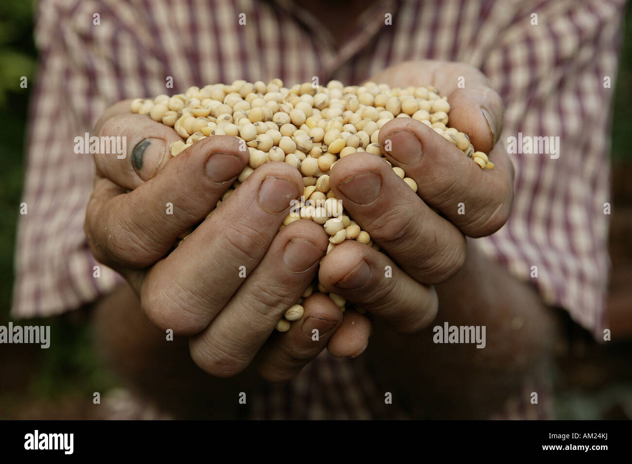 Soy from genetically altered seed, Paraguay South America Stock Photo