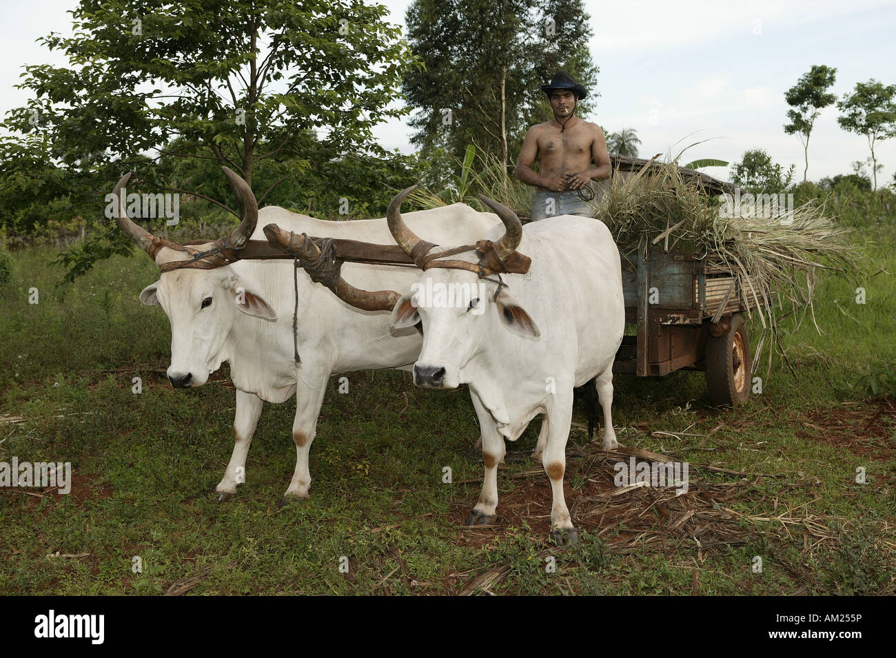 Farm worker with a team of oxen transporting sugarcane, Paraguay, South America Stock Photo