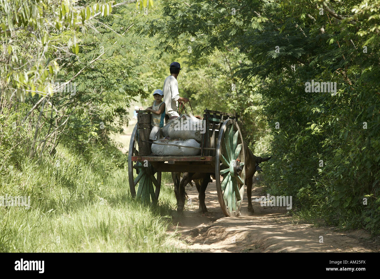 Pottery is being transported to the market by ox cart, Caacupe, Paraguay, south America Stock Photo