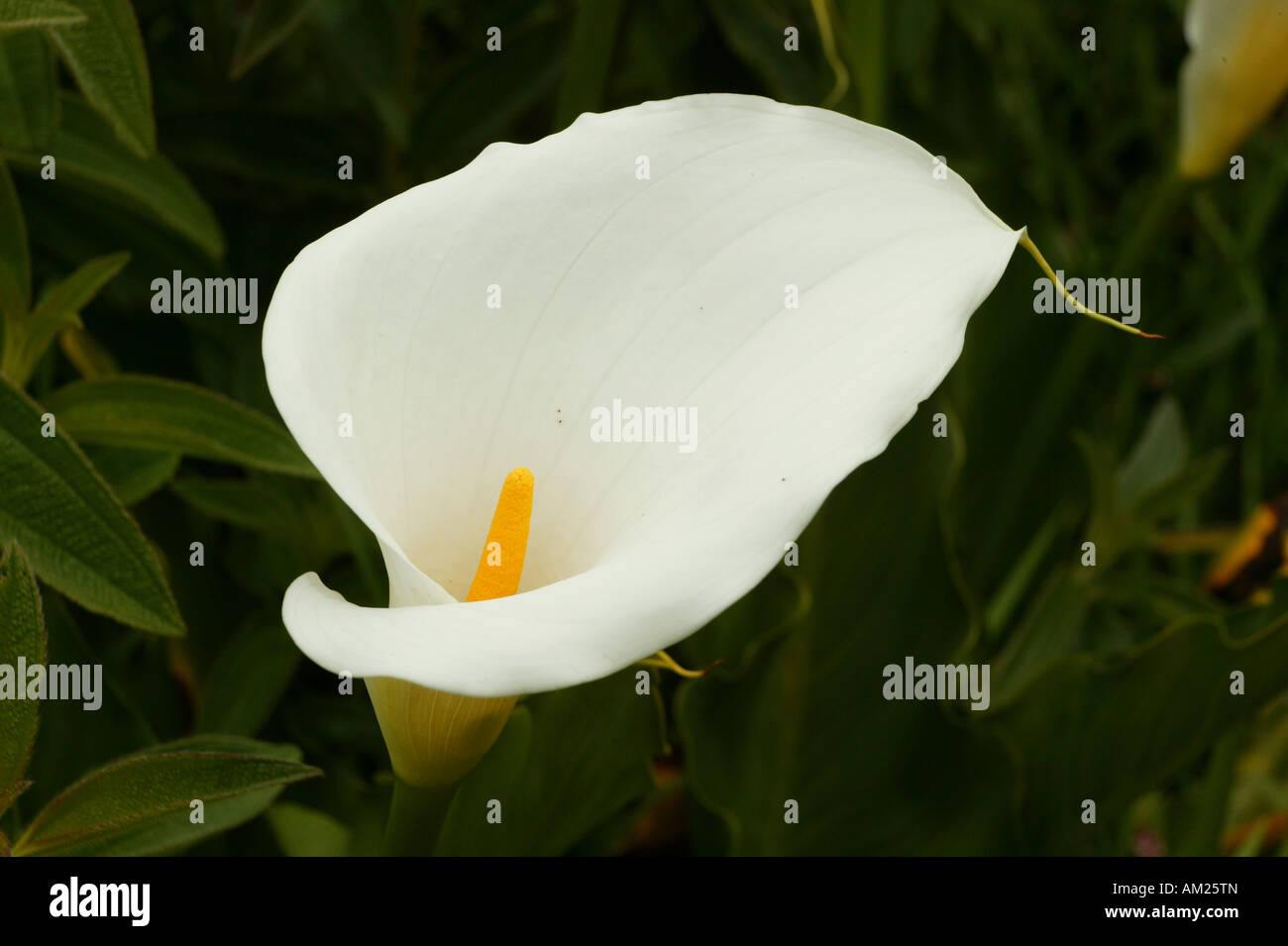 Arum Lily South Africa High Resolution Stock Photography and Images Alamy