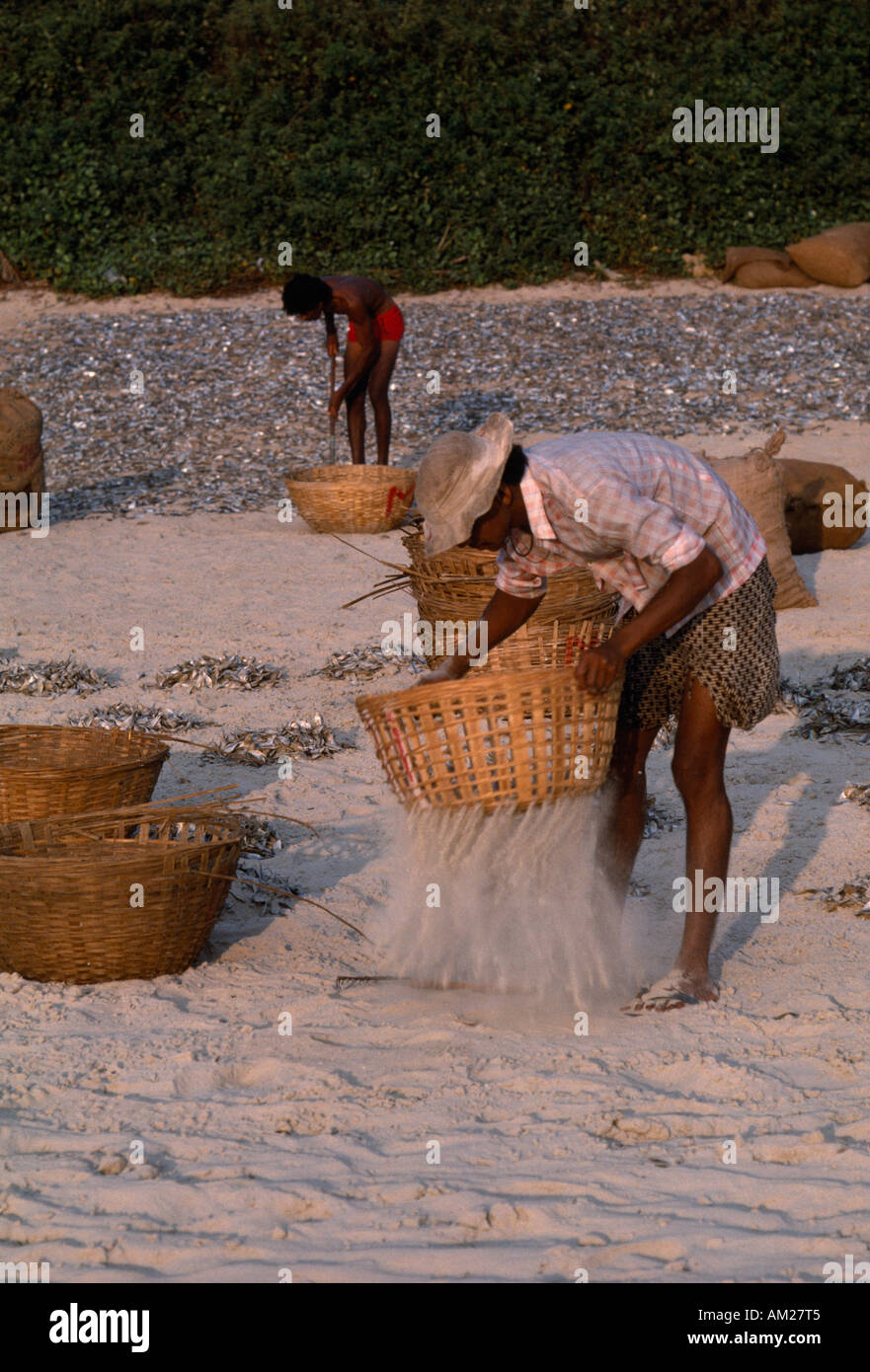 INDIA Goa Colva Beach Men sifting sand from sun dried fish in baskets in  the late afternoon Stock Photo - Alamy