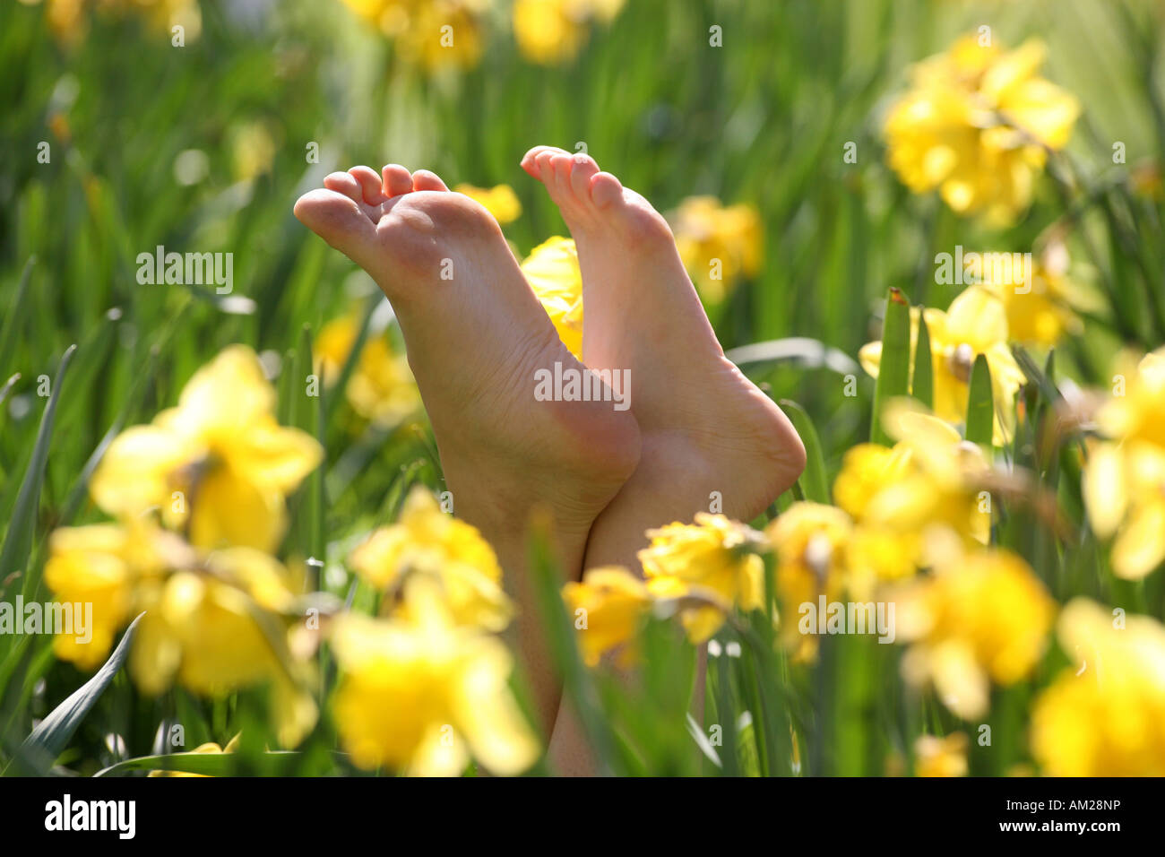 A pair of feet amongst spring daffodils in Green Park London Stock ...