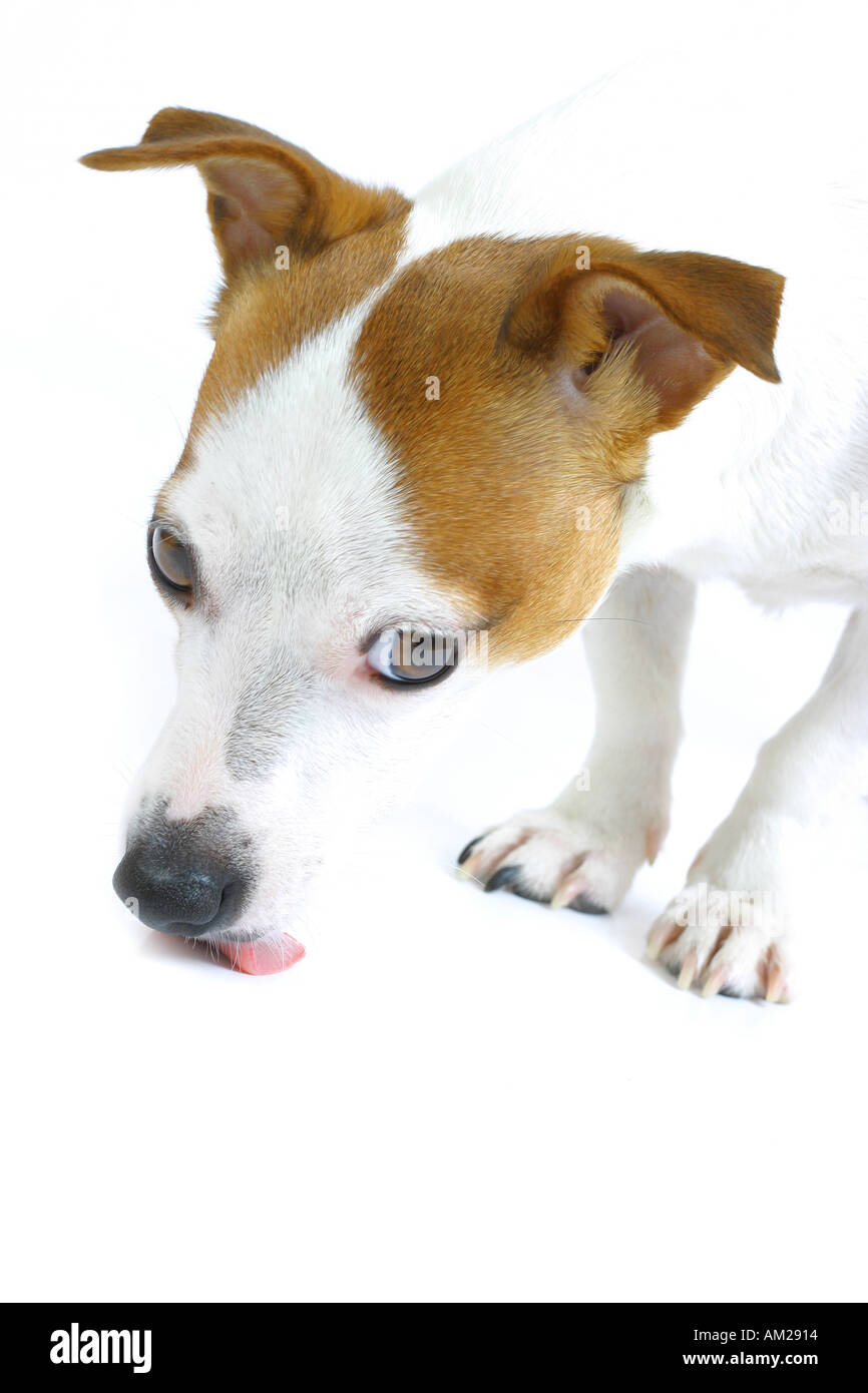 Licking Floor Looking Up Stock Photo 1321235 Alamy
