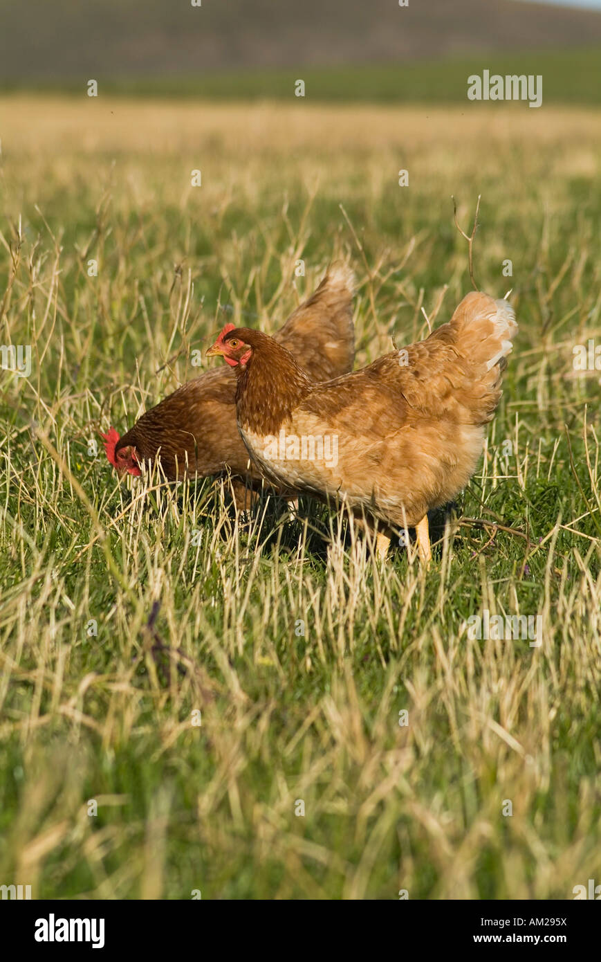 dh free range chicken HEN UK 2 Free range farm hens Gallus domesticus chickens Orkney britain outdoors freerange poultry pecking foraging domestic Stock Photo