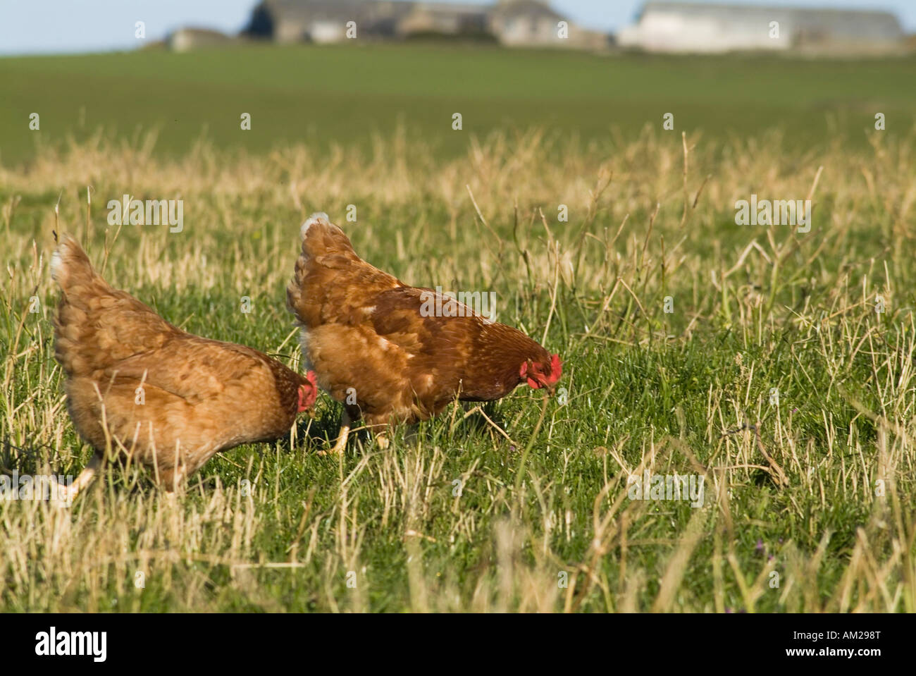 dh free range chicken HEN UK Farm domestic hens Gallus gallus domesticus chickens Orkney britain outdoors poultry organic farmland freerange feed Stock Photo
