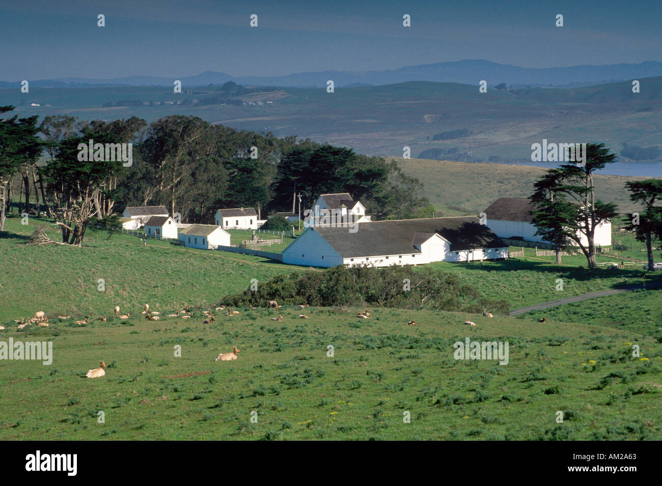 Tule Elk herd in green grass spring pasture at McClure Ranch Point Reyes National Seashore Marin
