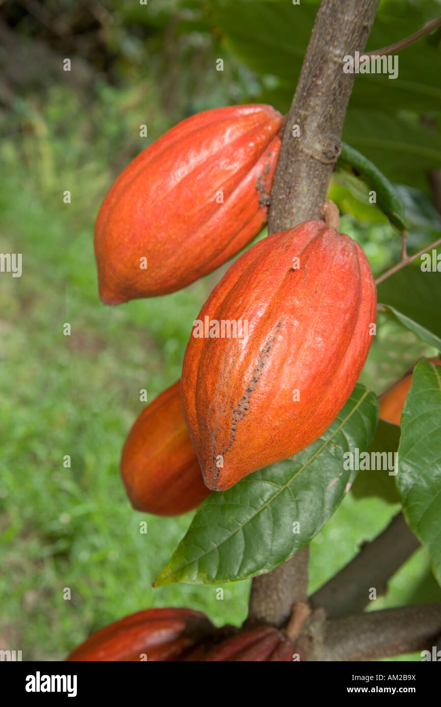 Cocoa farming hires stock photography and images Alamy