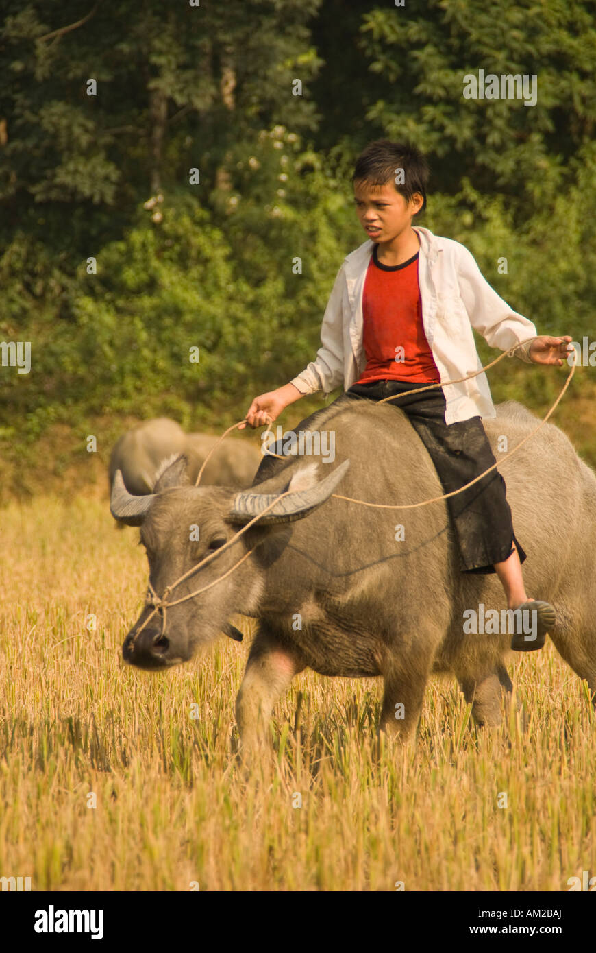 Boy riding water buffalo in countryside near Lao Cai in northern Vietnam Stock Photo