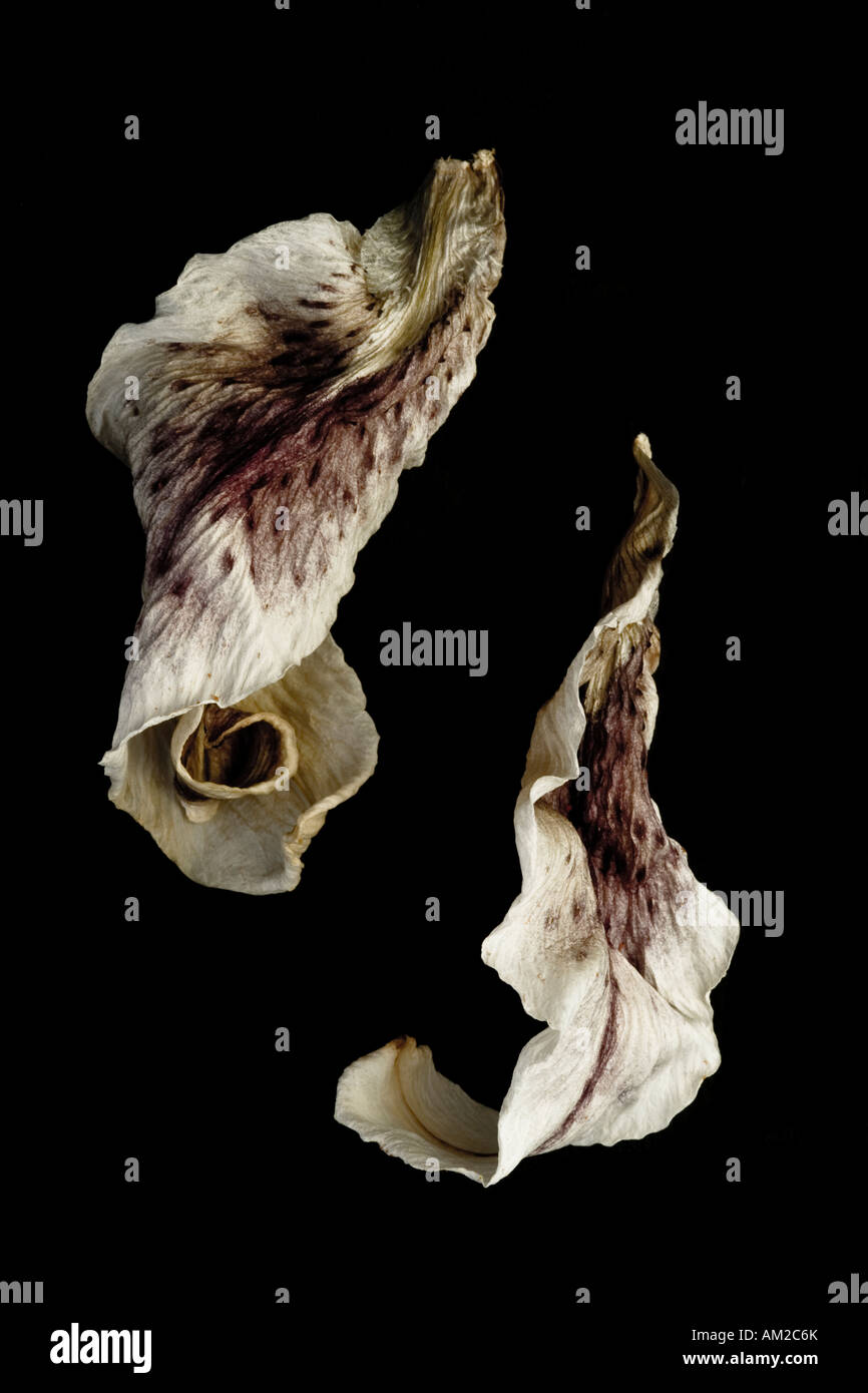Decayed petals hi-res stock photography and images - Alamy