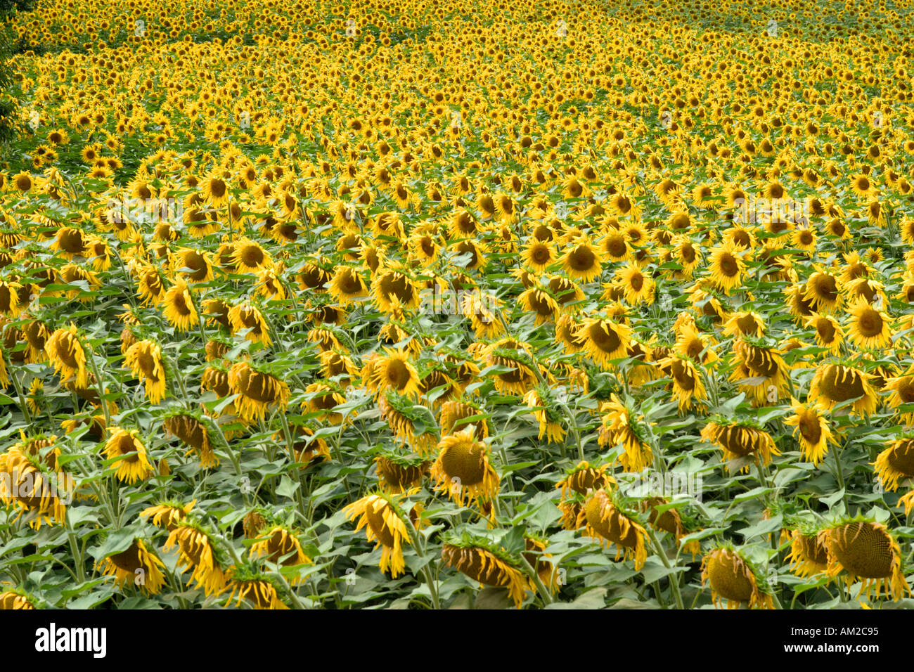 Sunflowers, Southern France Stock Photo