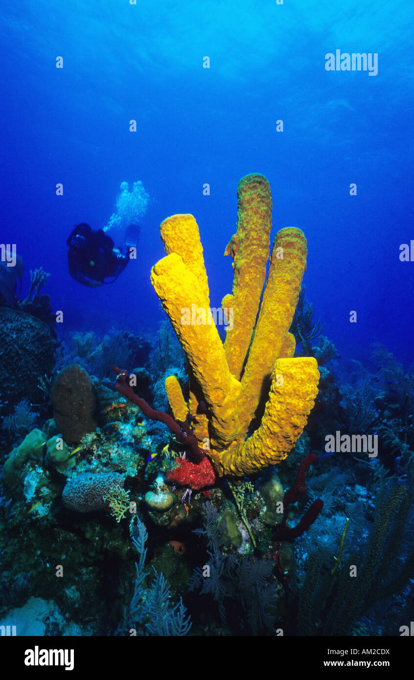 Large tube sponge hi-res stock photography and images - Alamy