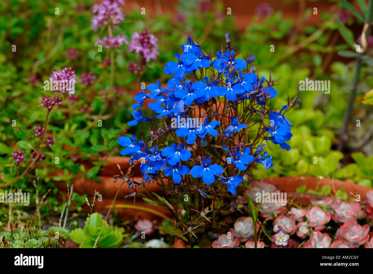Herbaceous Perennial Blue Lobelia Flowers. Stock Photo