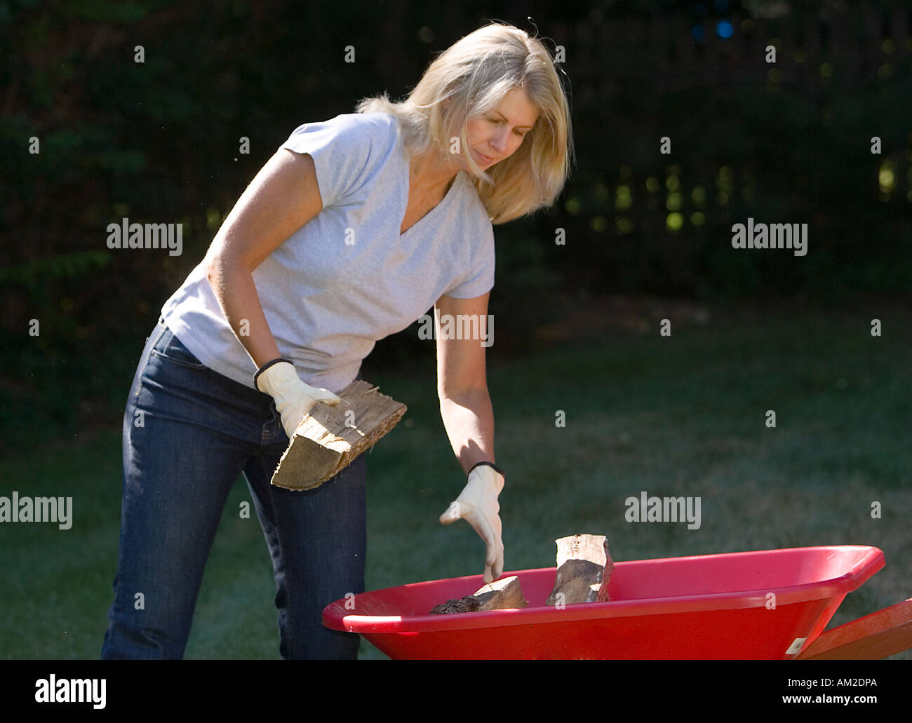 Woman putting firewood into a wheelbarrow Stock Photo - Alamy