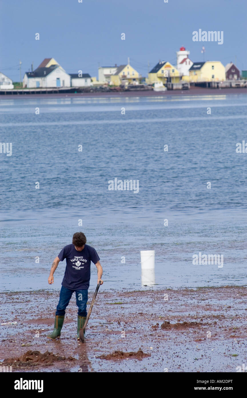 Digging for clams at low tide Rustico Prince Edward Island Canada Stock