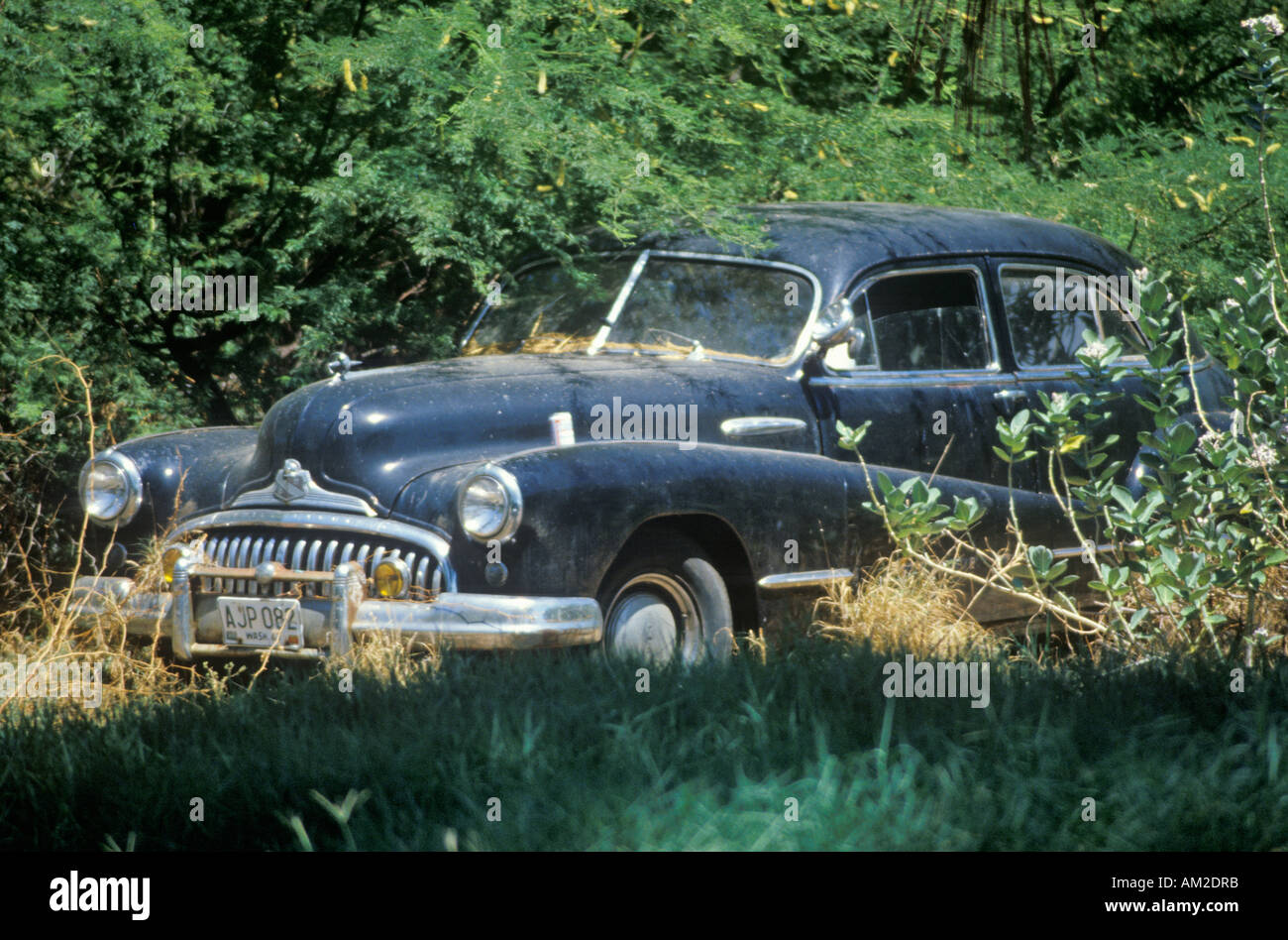 A junk car sitting in overgrown trees in Hawaii Stock Photo