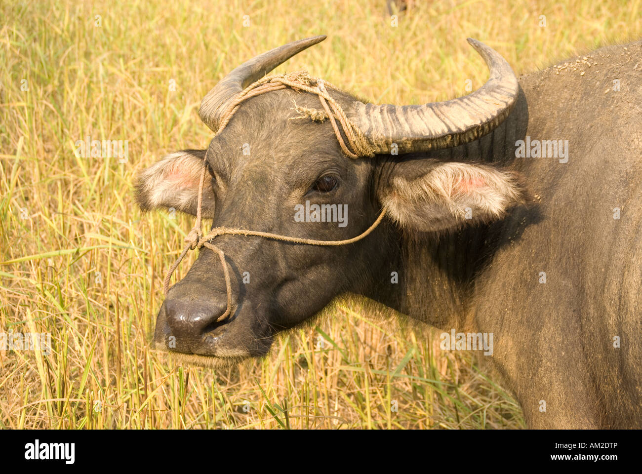 Water buffalo in countryside near Lao Cai in northern Vietnam Stock Photo
