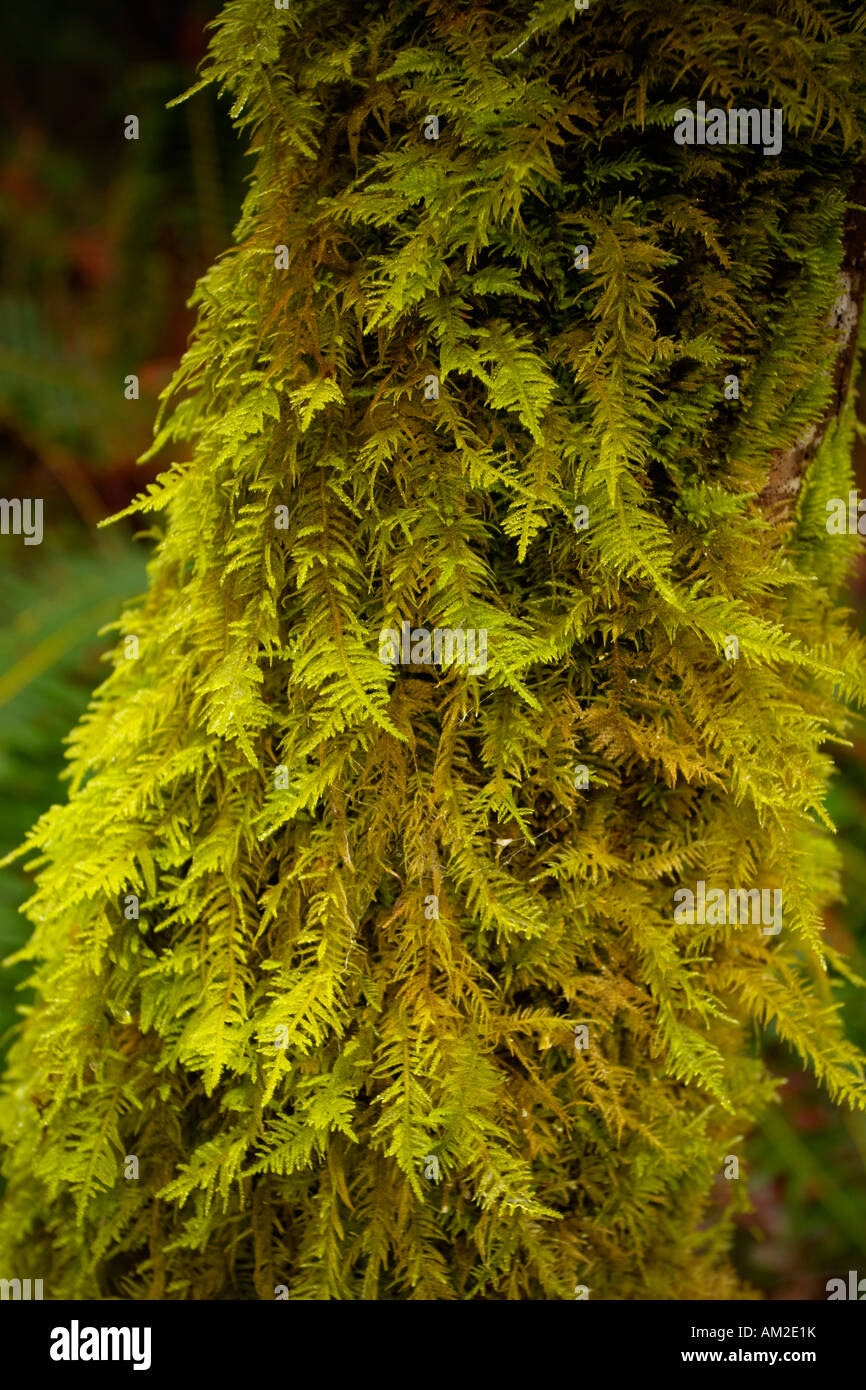 green moss on a tree trunk Stock Photo