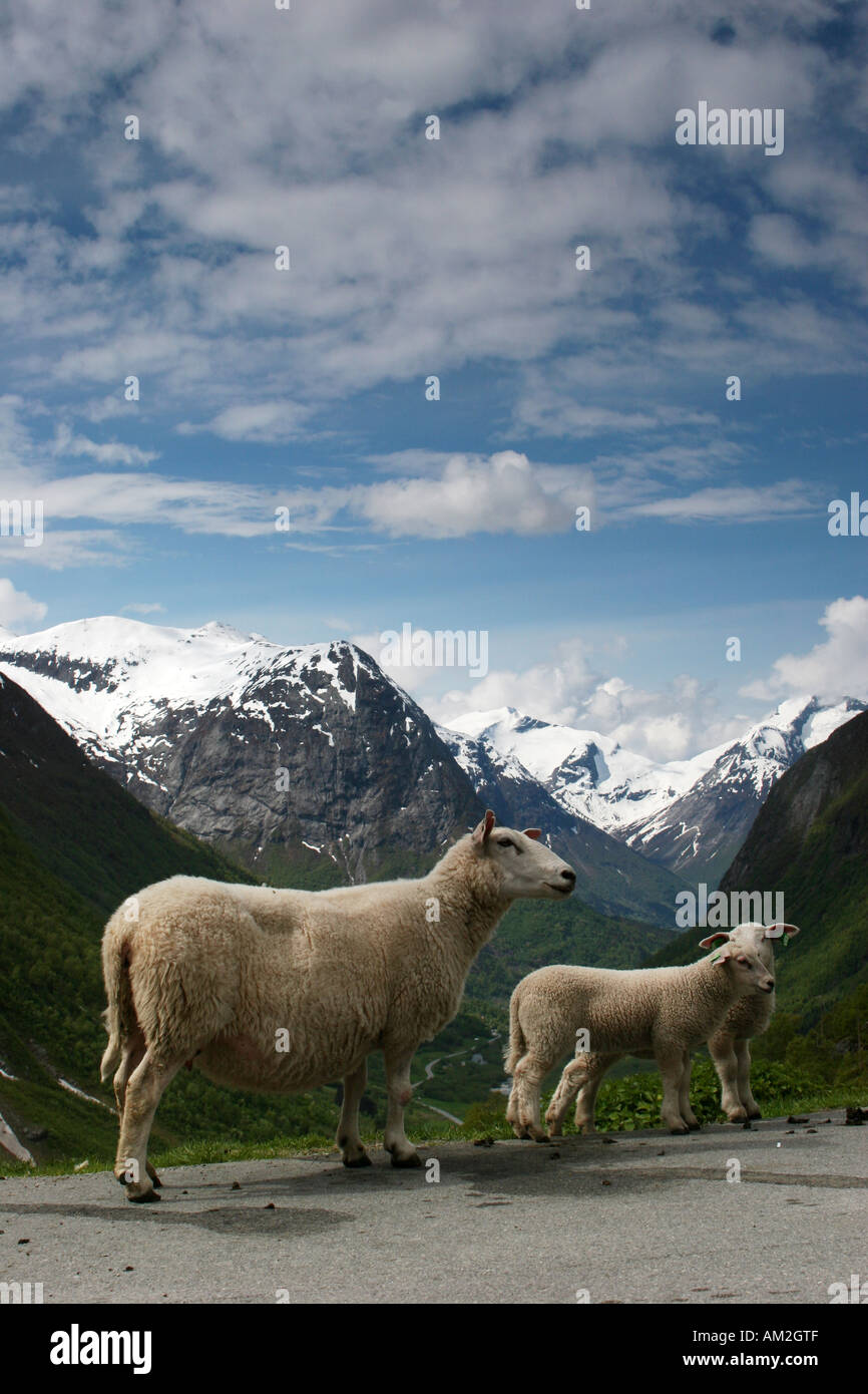 domestic sheep family with mountains on the background Stock Photo