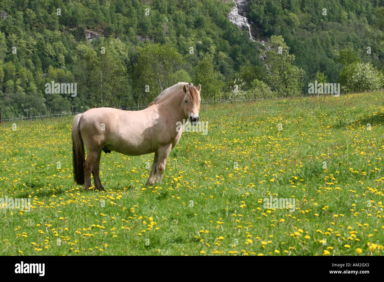 horse in the field of grass horizontal Stock Photo