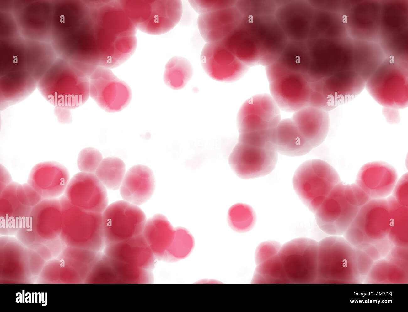 brightly backlit red cells on white background under the microscope Stock Photo