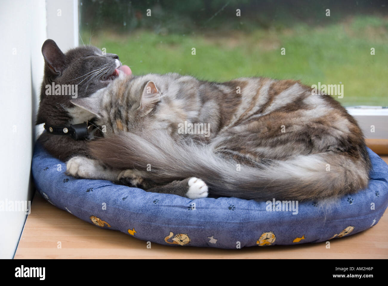 Cats grooming curled up in doughnut bed Stock Photo Alamy