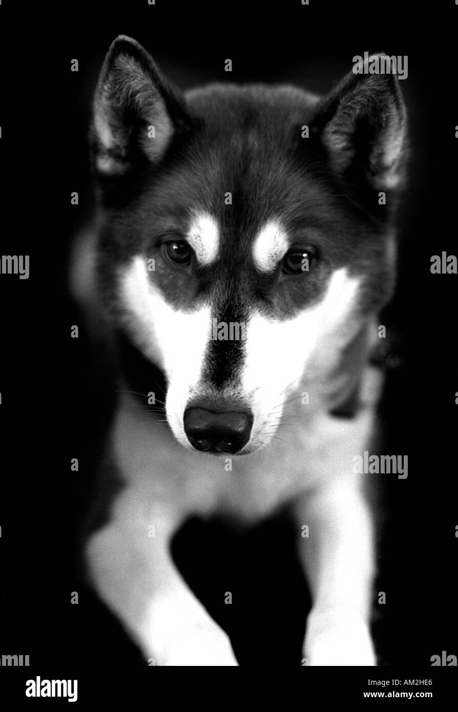 Husky Dog Scottish Kennel Club SHow edinburgh Stock Photo - Alamy
