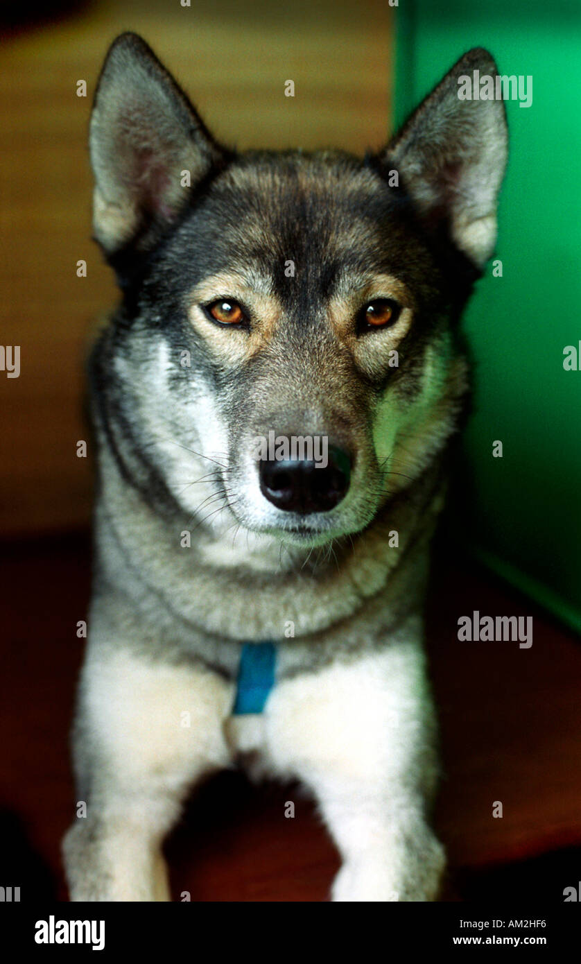 Husky Dog Scottish Kennel Club SHow edinburgh Stock Photo Alamy