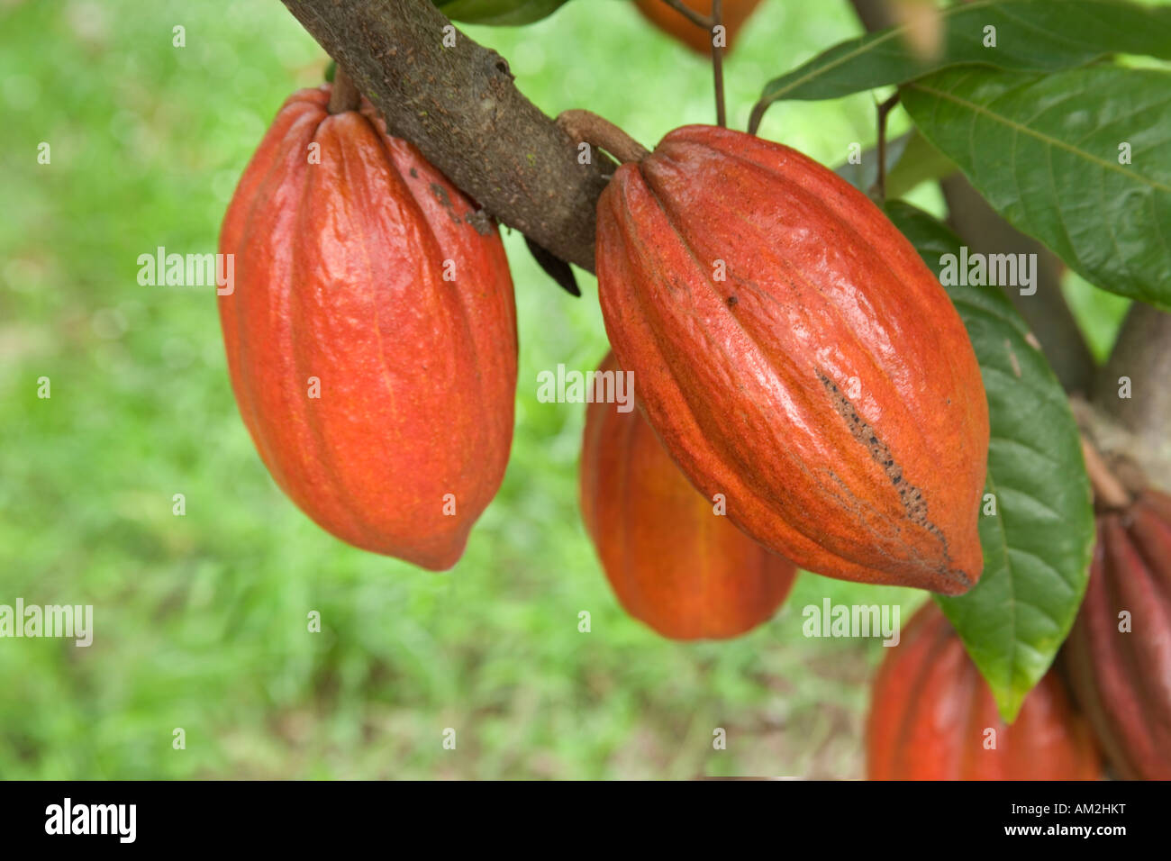 Maturing Cocoa pods growing on branch Stock Photo