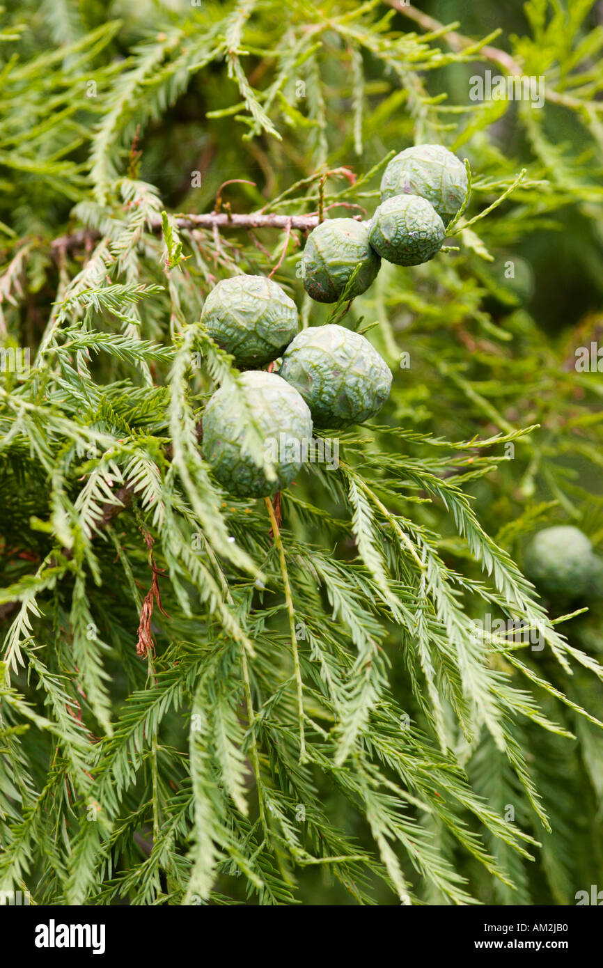 Cones of the Bald Cypress tree Stock Photo - Alamy