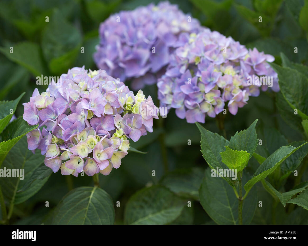 Hydrangea hydrangea macrophylla hi-res stock photography and images - Alamy