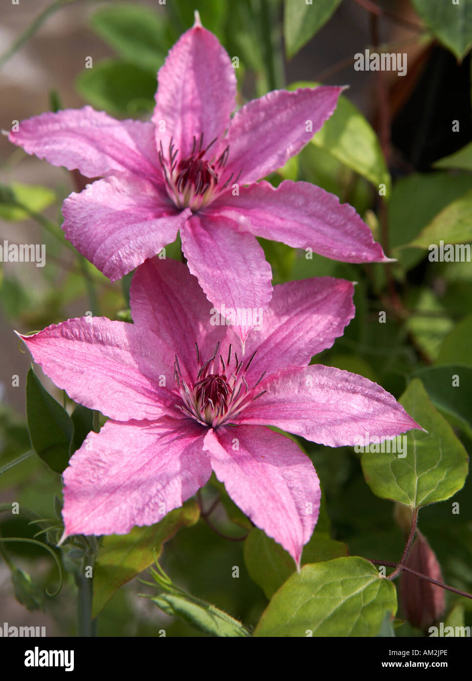 Clematis Hagley Hybrid Stock Photo Alamy