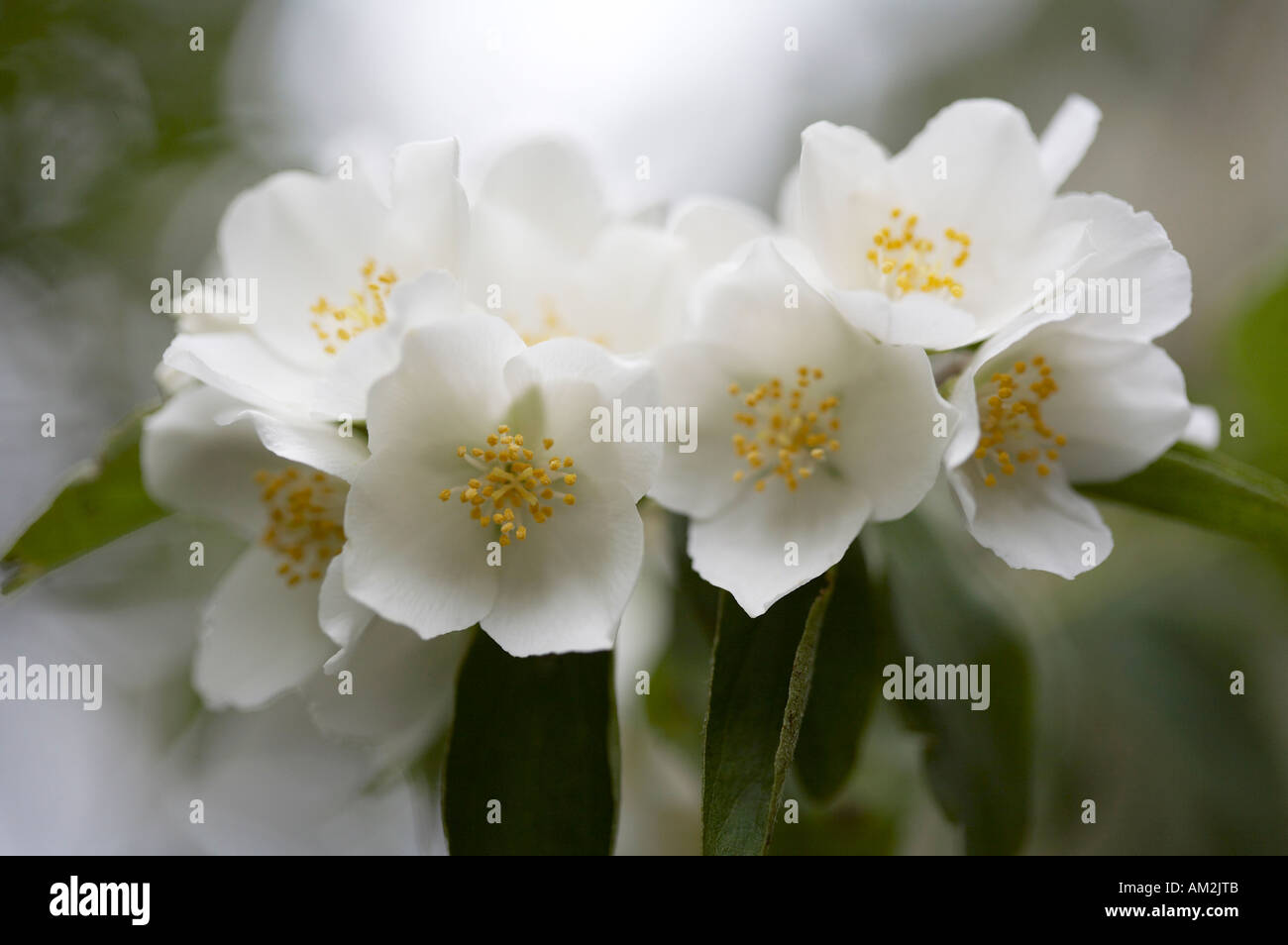 Sweet Mock Orange Philadelphus coronarius Stock Photo